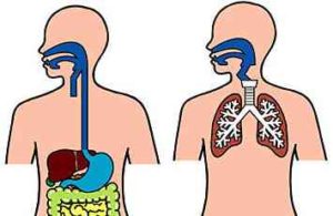 気管と食道