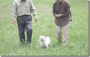高齢夫婦の犬の散歩