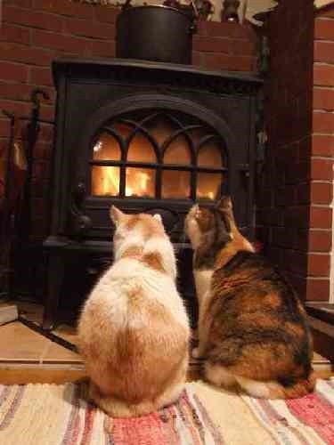 暖炉の前の猫